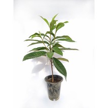 비파나무 Loquat 약용식물 한약재 인테리어 플랜테리어 공기정화식물 서비내 무호화훼 서비야드플라워아울렛, 1개