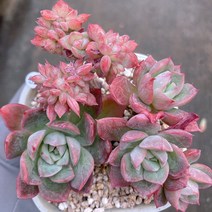 [다육이아지트]블렛블루아나철화