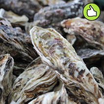 [통영 입망굴] 크고 좋은 석화 각굴 석굴찜용 5kg 10kg 하프셀 반각굴 횟감용 당일조업, 석화(각굴) 10kg