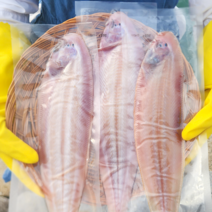 군산 박대 서대 반건조 제철 말린 생선 구이 10마리, 3.군산박대 중(5마리)31cm내외