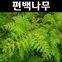 편백 나무 묘목 실생3년 플러그묘 3개/정원/공원/조경수