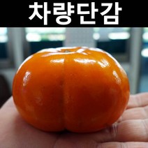 감나무(차량단감) R2cm(분) 1개/나무 묘목/과실수/유실수