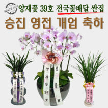 양재꽃39호 승진난 영전 개업축하 동양란 서양란 동양난 서양난 분재 숯부작 인사이동 스승이날 개업선물 전국당일꽃배달싼곳, 07 태양금 황금투각(도시지역 한정)