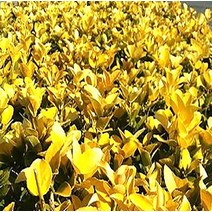 순희농장 황금사철나무 50~60cm 포트 2개 황금사철나무묘목, 황금사철 50cm전후 (포트 2개)