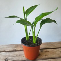 10-25cm 쪼꼬미 2촉 극락조 소품 공기정화식물 49