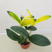 [해피그린 화원] 화려하고 향이 진한 꽃이 피는 대명석곡 무늬종 350 농원