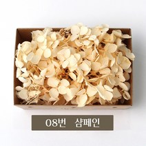 화연양화 블루밍수국 박스수국 컬러최다 30색! 프리저브드플라워, 08 샴페인