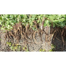 생잔대 직접채쥐한 제주자연산 잔대 야생사삼 1뿌리당, 1뿌리당 6000원, 1개