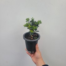 무배특가 플랜테리어 거실화분 은목서 중품 야생화 20-40cm 119