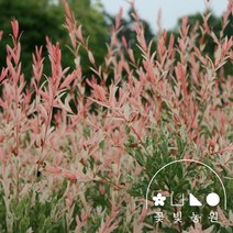 오색버들 플라밍고셀릭스 3치포트 오색버들나무 모종, 단품