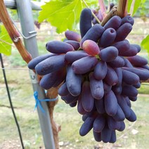 영천 사파이어 포도 특 2kg내외 4 5송이 블랙