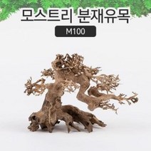 베트남 유목 모스트리 소 M100 어항 레이아웃용