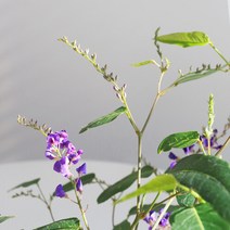 마이플랜트 [마이플랜트]보리싸리 기본포트(식물만) 겨울꽃 화분 월간식물 2월 집들이 화분선물, 선택완료, 턱실린더 토분세트