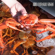 포항 선주직송 당일조업 수율보장 박달대게 홍게 제철 연지자숙 홍게 6미내외 정품 (수율80프로 내외)2kg, 1개