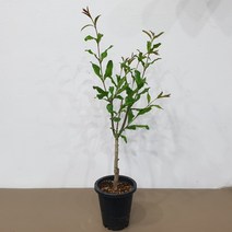유실수 석류나무 화분채배송, 1개