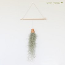 그린테라피 먼지먹는 수염 틸란 디시디아 이오난사 공기정화식물 행잉플랜트 공중식물 틸란드시아, 토분B형수염틸란, 1개