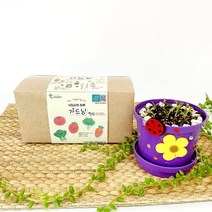 가드닝 식집사의 하루 씨앗심기-1인세트 [초등저], 바질