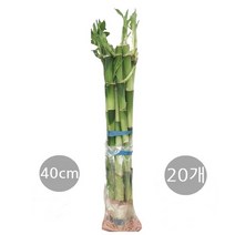 도도팜 아이비 나무 스킨답서스 행운목 개운죽 풍란 행운목 테이블야자 호야 몬스테라 산호수 율마 천냥금 오렌지자스민 수퍼바 산세베리아 금전수 스파트필럼 스투키 문샤인 남천 고무나무, 62. (20개 )개운죽 40cm 1개