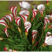 [초화]옥살리스(사랑초)-버시칼라