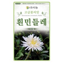 흰민들레 100립 -D