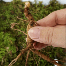 제이블릭 명품산삼 무농약산삼 백화점산삼 현대백화점산삼선물세트 현대백화점선물세트 무농약산양삼 무농약산양산삼 선물세트, 2. 7년근 (중~대) 12뿌리+보자기+한지박스