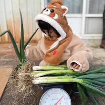 산지직송 진도 대파 당일, 흙 대파, 5kg