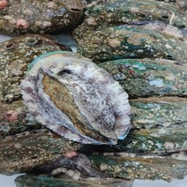 10만원전복) 완도 건강전복 보길도전복 고급 선물 1KG 1.5KG 7미 8미 11미 12미, 내사랑전복7~8마리