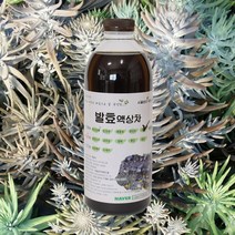 자연미가 와송 효소액 1000mlx1병 /ss 자연숙성 발효액100%, 1000ml x1병, 1개