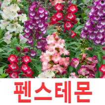 (성실D)펜스테몬 모종(포트) 5개 흰색