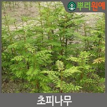제피 나무 묘목 초피 나무 묘목 접목 가시없는 신품종나무