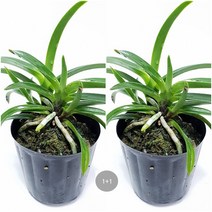 트리앤 1+1 소엽풍란 1개