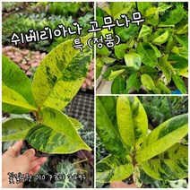 쉬베리아나 고무나무 랜덤 25개 한정판매 여름 특 공기정화식물/미세먼지/공기정화효과 공기정화식물