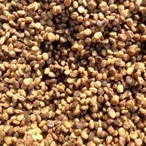 청춘농원 24년 봄발아 개갑중 인삼씨 재배용 산양삼씨 장뇌삼씨 인삼씨앗 삼씨, 박스, 200그램