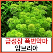수초하우스) 암브리아(급성장종), 5개