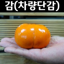 감나무/차량단감 접목1년 뿌리 특묘 나무 묘목 1개/유실수/과수