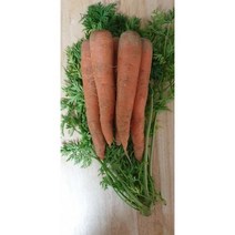 국내산 무농약 햇당근, 특5kg