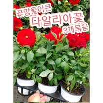 다알리아꽃-중 3개묶음/꽃이 크고 화려하며 색깔도 다양한 다알리아