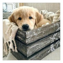 올레보 액자 캔버스형 보석십자수 DIY 키트 50 x 50 cm, 1세트, 35.상자 속의 개