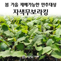 [모종심는아빠] 봄 가을 재배가능한 만추대성 보라색무 자색무 모종 보라킹, 모종36개, 36개