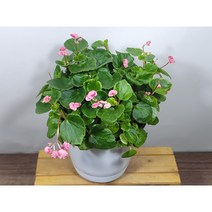 [나랑너랑꽃]베고니아 - 셈퍼플로렌스 더블릿 핑크 (15cm 포트 팝콘)