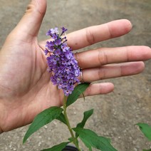 봄바람가든 붓들레아 블랙나잇 ﻿10cm포트 꼼꼼한포장 야생화