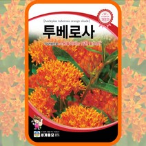 투베로사씨앗 금관화 종자 100립 다년생 월동 꽃씨 몰 봄 여름 가을 겨울 꽃씨, 단품