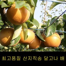 프리미엄 선물세트 5kg 나주배 특급신고배 추황배 배, 나주배 선불세트 5kg