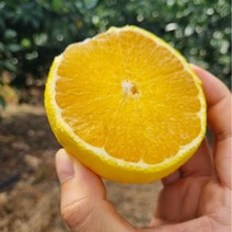 [초록이네] 제주황금향 제주도황금향, 가정용 대과 1.5kg (3-5과) 실중량