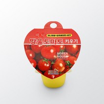 소공원 컵가든 미니방울토마토 키우기 기르기 모종 씨앗 식물 텃밭 화단재배