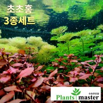 플랜츠 마스터 초보 수초 3종세트 ﻿(암브리아 자이언트암브리아 루드위지아 슈퍼레드), 1