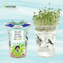 우리가스토리 미니화분키우기 꽃 화초 공기정화식물 새싹 허브 텃밭 화분, 1개, 한컵새싹농장_브로콜리