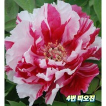 겹목단 1주(보카시) 대형종