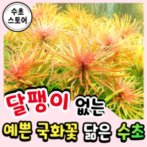 [수초스토어] 검역 루드위지아쿠바 2촉 / 구피 새우 어항 수초 쉬운 키우기 예쁜 은신처 중경 후경 초보 자연 풍성한 흑사 붉은 무이탄 치어 베타 열대어
