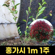 홍가시나무 1m 레드로빈 묘목 꽃 조경수 정원수 정원 마당 나무